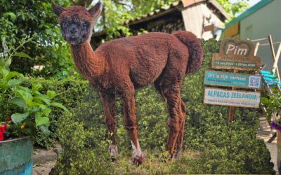 Alpaca’s Zeelandia
